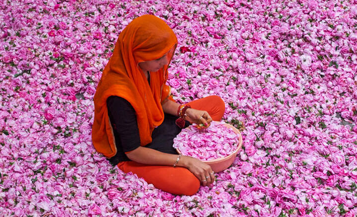Triage des roses, femme assise dans des millions de pétales © Tuul et Bruno Morandi / Hémis.fr